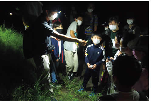 写真　夜のじゅんさい池を探検