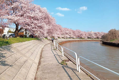 川沿いの桜の写真