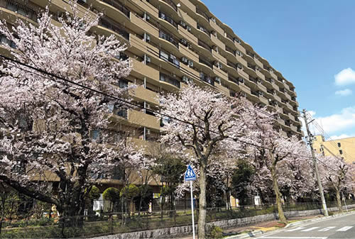 街路樹の桜の写真
