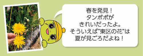 春を発見! タンポポがきれいだったよ。そういえば”東区の花”は夏が見ごろだよね!