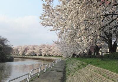 東明さくら公園の桜