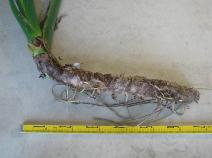 クワズイモの根茎の写真