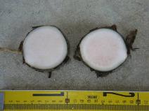 クワズイモの根茎の断面の写真2枚目