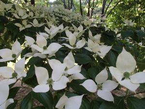 ヤマボウシの花