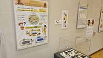 展示の様子3