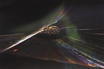 写真部門　市長賞