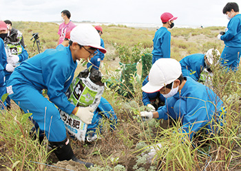 アキグミの苗木の植栽