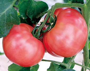 大玉系トマト