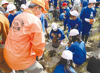 松浜海岸でアキグミの苗木の植栽の様子