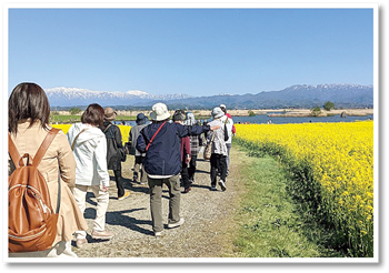 歴史と桜・福島潟の菜の花探訪バスツアー
