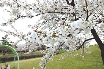 島見緑地の桜　フォト