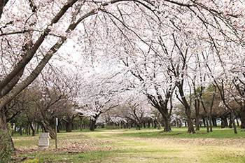 島見緑地の桜　フォト