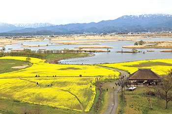 福島潟の菜の花　フォト