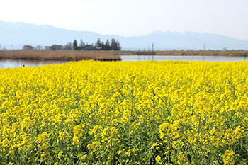 福島潟の菜の花　フォト