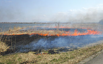 福島潟新芽呼ぶヨシ焼き　風景