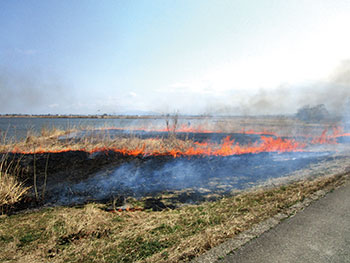 新芽呼ぶヨシ焼き 風景