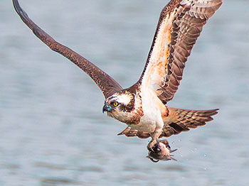福島潟大賞「獲物獲得」上杉正春