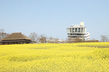 福島潟菜の花シーズン イメージ