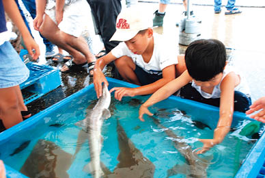 タッチプールで魚とふれあう様子