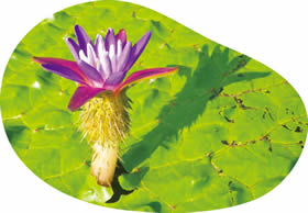 福島潟に咲くオニバスの花