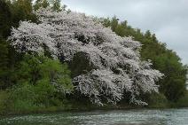 竹やぶの桜と小阿賀野川