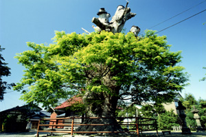 賀茂神社の大ケヤキ