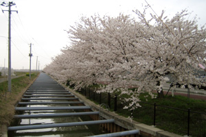 桜の画像