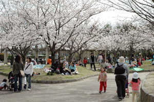 亀田公園の桜の写真