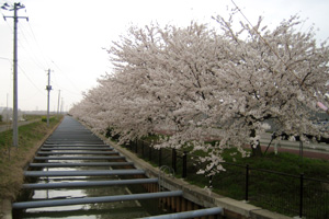 すご堀の桜の写真