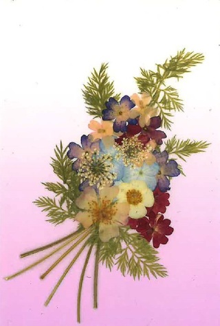 押し花を用いた絵はがき