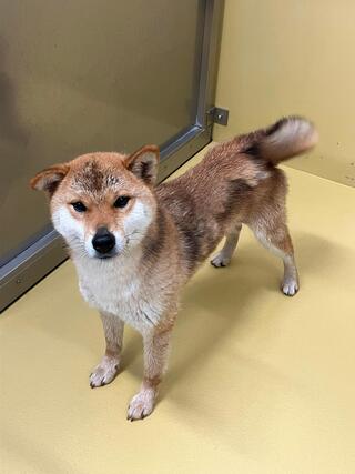 迷子犬写真