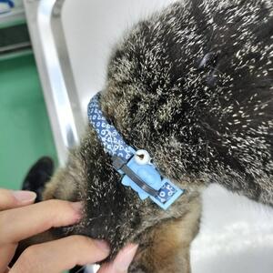 保護猫の首輪の写真
