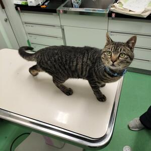 保護猫の写真