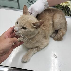保護猫の写真