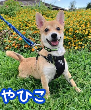 譲渡犬写真
