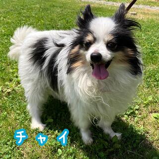 譲渡犬写真