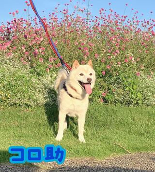 譲渡犬写真