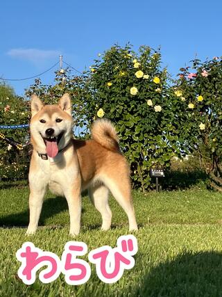 譲渡犬写真