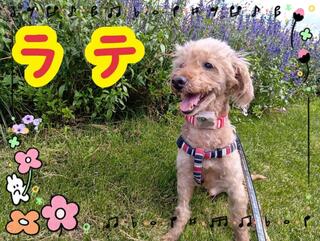 譲渡犬写真