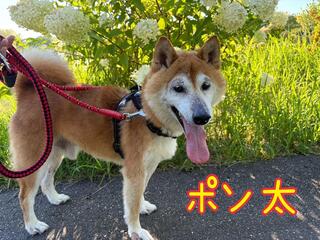 譲渡犬写真