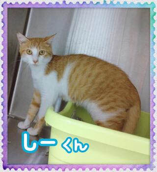 譲渡猫の写真