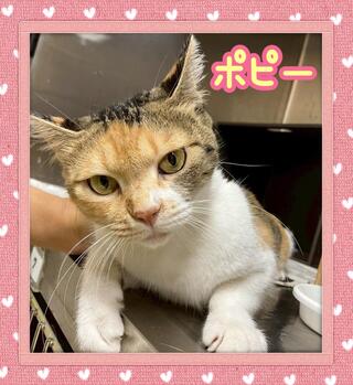 譲渡猫の写真