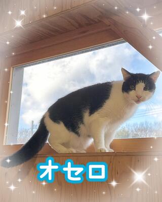 譲渡猫写真