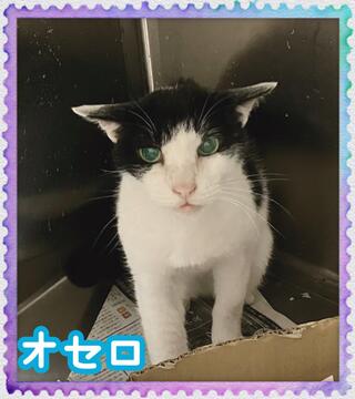 譲渡猫写真