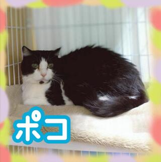 譲渡猫写真
