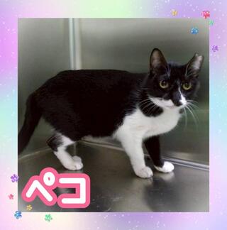 譲渡猫写真
