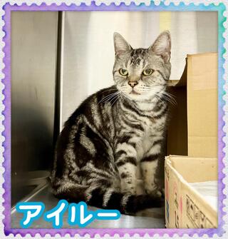 譲渡猫写真