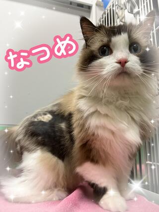 譲渡猫写真