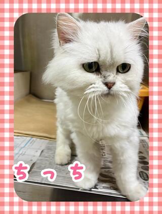 譲渡猫の写真