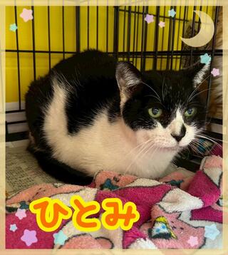 譲渡猫の写真